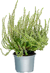 Ljung Calluna vit 10,5 cm