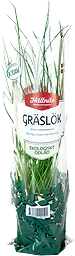Gräslök Eko