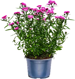 Aster Dubbelblommande stor 15cm kruka