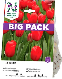 Höstlök Triumftulpan Röd BigPack