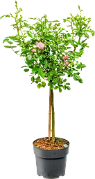 Terrassrosstam 17cm