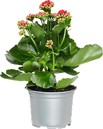 Kalanchoe 10,5cm Höjd 26cm röd