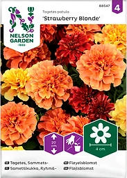 Tagetes Sammets Strawberry Blonde 1-p