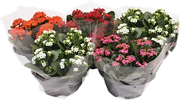 Kalanchoe 23cm