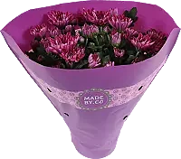 Krysantemum