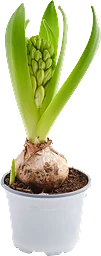 Hyacint Lyx Vit