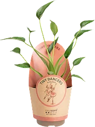 Alocasia Tiny Dancer 11cm