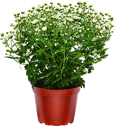 Bollkrysantemum 15cm kruka Höjd 35cm lila