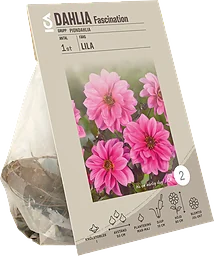 Dahlia Dark Leaf Fascination