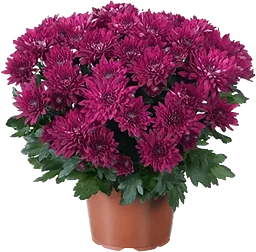 Krysantemum cerise 11,5 cm