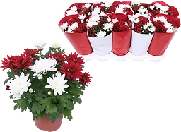 Krysantemum duo 12cm x10