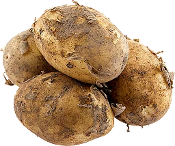 Färskpotatis Otvättad Klass 1