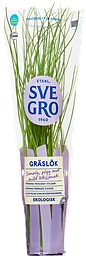 Gräslök Eko
