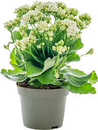 Kalanchoe Vit