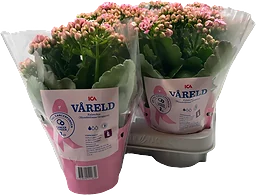 Kalanchoe dubbelblommande 10,5cm kruka höjd 26cm Rosa Bandet rosa