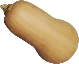 Pumpa Butternut