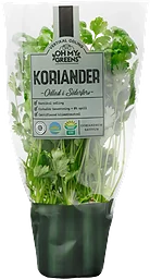 Koriander