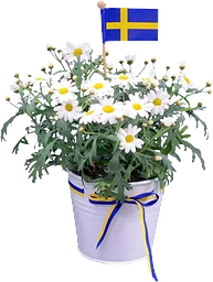 Arr MargeritFlagga 12,5cm x10