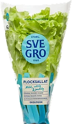 Plocksallat Kruka 1-p KRAV