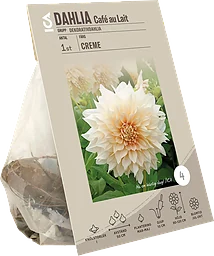 Dahlia Cafe Au Lait Creme