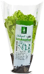 Sallat Grön Eko Kruka