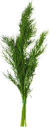 Dill Knippa
