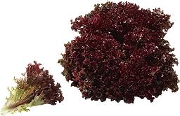 Sallad Lollo rosso