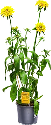 Rudbeckia 17cm Älskas av bin