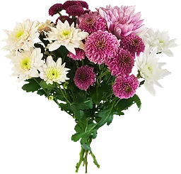 Chrysanthemum Kallmix