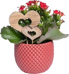 Arrangemang Kalanchoe 6cm