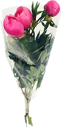 Pion 3-pack