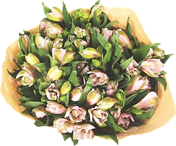 Alstromeria