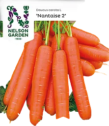 Morot Sommar Nantaise 2