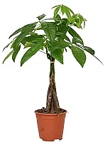 Strandkastanj 14cm x8