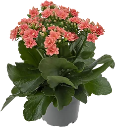 Kalanchoe 10,5cm Aprikos