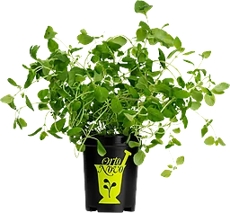 Oregano i kruka 1-p KRAV