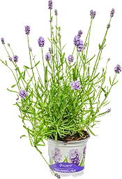 Lavendel 12 cm