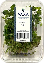 Oregano Färsk