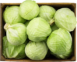 Vitkål