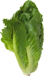 Sallad Cosmopolitan