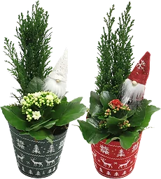 Arrangemang Jul Röda Korset traditionell (5 kr till RK) vit eller röd kruka