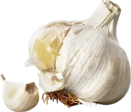 Vitlök