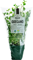 Oregano