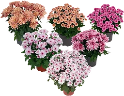 Krysantemum 11cm