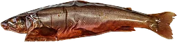 Varmrökt Röding ca Fjällvattenfisk