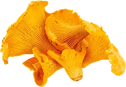 Kantareller Import Klass 1