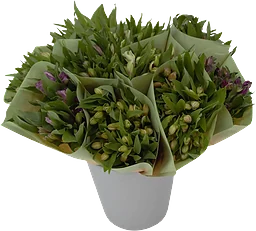 Alstromeria