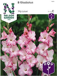 Vårlök Gladiol Storblommig Vit M Rosa