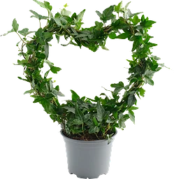 Murgröna hjärtbåge 12cm