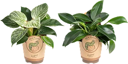 Filodendron 11cm